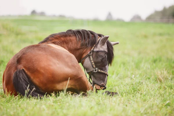portrait of old mare horse in mask and halter laying in the grass in green field in summer