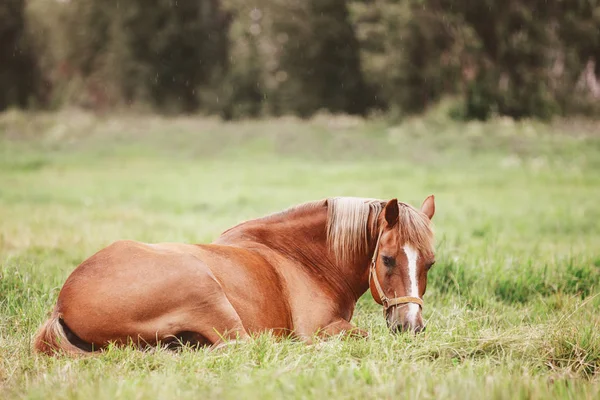 Portret Starego Konia Układania Trawie Zielonej Dziedzinie Lecie — Zdjęcie stockowe