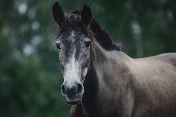 Jonge Grijze Trakehner Paard Zomer Regen — Stockfoto