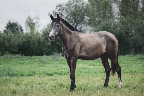 Fiatal Szürke Trakehner Nyári Eső Zöld Mezőben — Stock Fotó