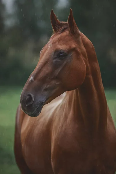 Portret Czerwonego Konia Letnim Deszczu Zielonym Polu — Zdjęcie stockowe