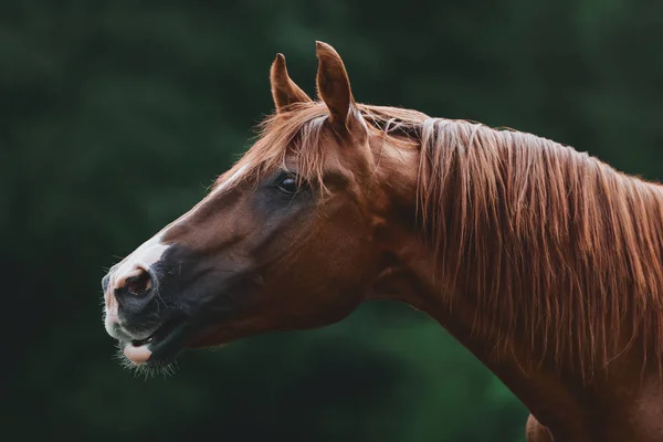 Beautiful Portrait Trakehner Stallion Calling Other Horses Summer Field — Stock Photo, Image