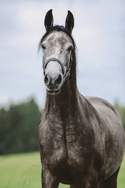 Retrato Cavalo Árabe Cinzento Campo Verde Verão — Fotografia de Stock