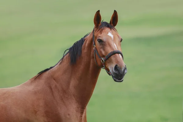 Porträtt Bay Mare Horse Grönt Fält Sommaren — Stockfoto