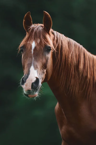 夏のフィールドで見事な赤いトラケナー種馬の肖像画 — ストック写真