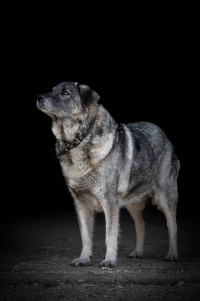 Portret Stojący Stary Żeński Pies Puszyste Futro Izolowane Czarnym Tle — Zdjęcie stockowe