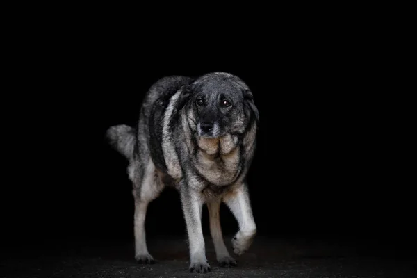 移动老母狗的肖像与蓬松的毛皮孤立在黑色背景 — 图库照片