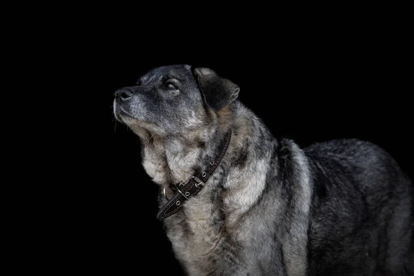 Retrato Cercano Perro Hembra Viejo Con Pelaje Esponjoso Aislado Sobre —  Fotos de Stock