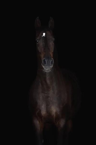 Portrét Nádherného Temného Koně Izolovaného Černém Pozadí — Stock fotografie