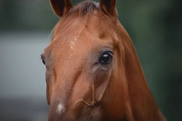 Tæt Portræt Hesteansigt Med Smukke Øjne Gennemtrængende Blik - Stock-foto