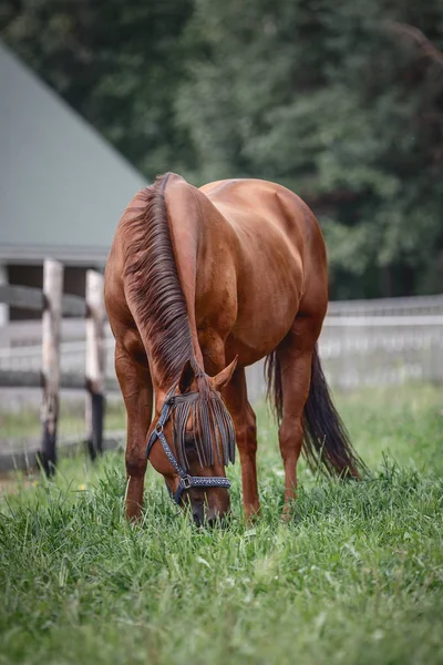 Czerwony Elegancki Koń Klacz Piękny Ogon Pobliżu Ogrodzenie Tle Lasu — Zdjęcie stockowe