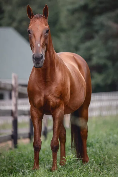 Красивая Элегантная Рыжая Лошадь Длинным Коричневым Хвостом Возле Забора Фоне — стоковое фото