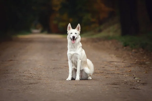Eskimoski Pies Niebieskimi Oczami Siedzący Drodze Jesiennym Lesie Dzień — Zdjęcie stockowe