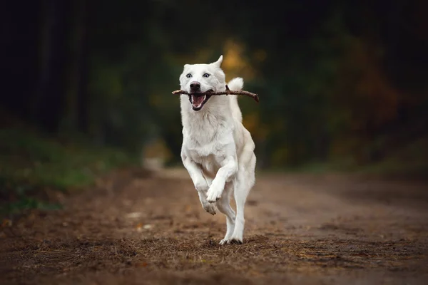 Portrait Eskimo Dog Blue Eyes Running Stick Mouth Road Autumn — Stock Photo, Image