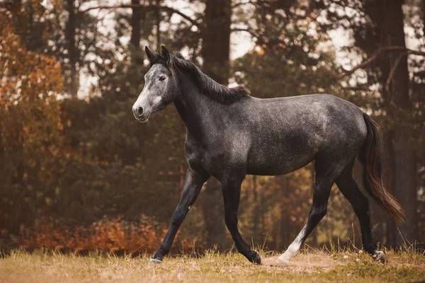 秋の森の中の緑の草原を馬が駆け巡る姿です — ストック写真