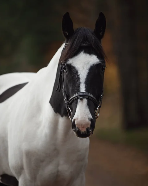 Portret Oszałamiającego Czarno Białego Wałacha Pinto Konia Jesiennym Lesie — Zdjęcie stockowe