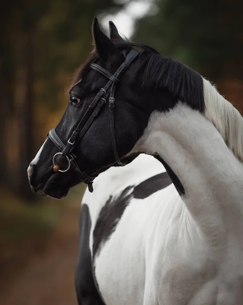 Close Portrait Stunning Black White Pinto Gelding Horse Autumn Forest — Stock Photo, Image