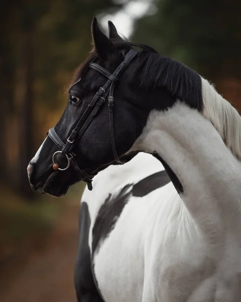 Cerca Del Retrato Del Impresionante Caballo Gelatina Pinto Blanco Negro — Foto de Stock