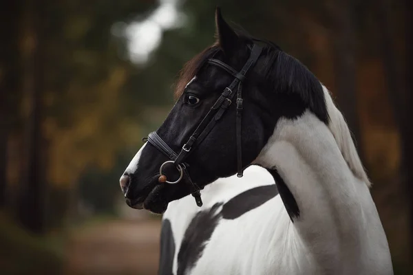Stunning Black White Pinto Gelding Horse Autumn Forest — Stock Photo, Image