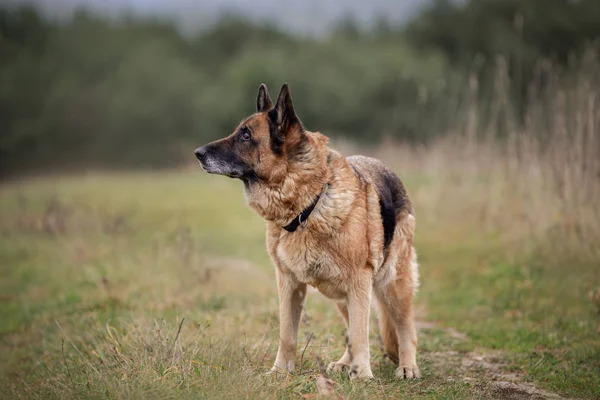 Portret Starej Samicy Owczarka Niemieckiego Stojącej Polu Dzień Jesienią Tle — Zdjęcie stockowe