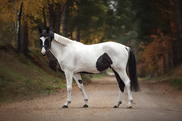 Retrato Deslumbrante Preto Branco Pinto Cavalo Gelando Estrada Floresta Outono — Fotografia de Stock