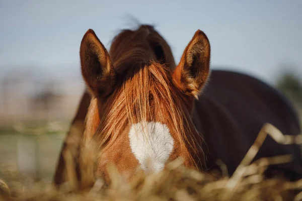 秋の昼間に馬蹄形のフィーダーから干し草を食べる栗馬の肖像画 — ストック写真