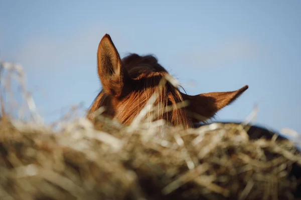 秋天里在马场里吃喂草机里的栗子马的画像 — 图库照片
