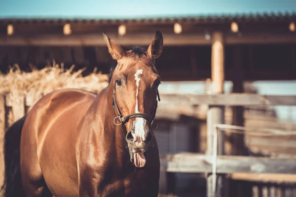 秋に太陽の光の下でパドックで外の舌と顔に白い線で見事な園芸スポーツ馬の肖像画 — ストック写真