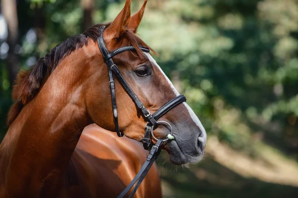 Retrato Caballo Yegua Trakehner Castaño Joven Con Línea Blanca Cara —  Fotos de Stock