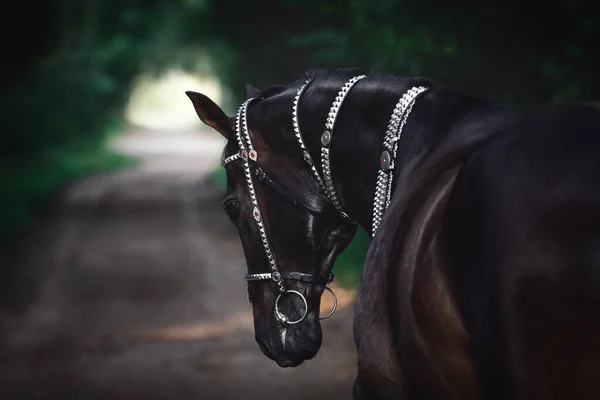 Beau Cheval Noir Akhal Teke Avec Ligne Blanche Sur Front — Photo