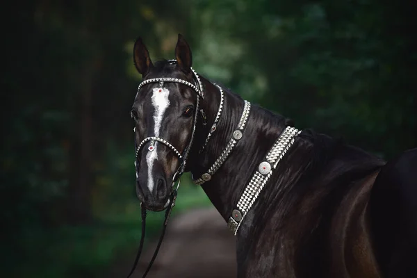 Retrato Hermoso Caballo Akhal Teke Negro Con Línea Blanca Frente — Foto de Stock