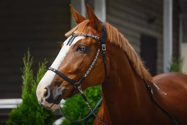 Portret Kasztanowego Konia Trakehnera Zachodniej Uzdzie — Zdjęcie stockowe