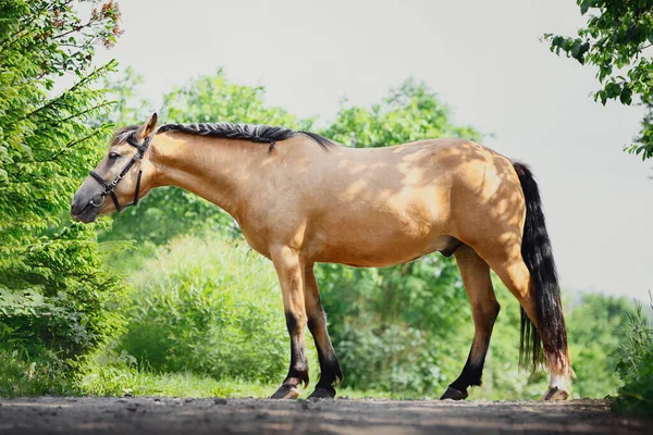 Młody Szkic Buckskin Wałachy Koń Uzdę Stojący Drodze Lecie — Zdjęcie stockowe