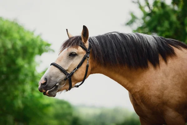 Closeup Portrait Young Draft Buckskin Gelding Horse Bridle Sky Trees — Stock Photo, Image