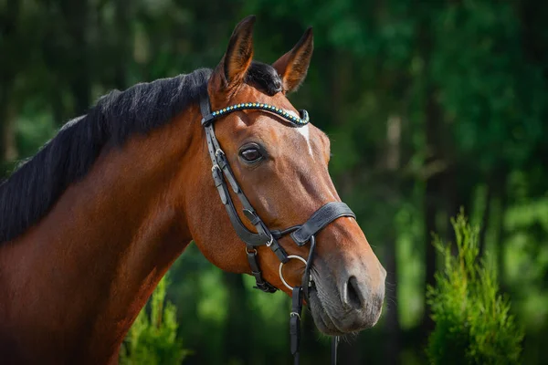 Portrait Beautiful Gelding Horse Bridle Forest Background Summer — Stock Photo, Image