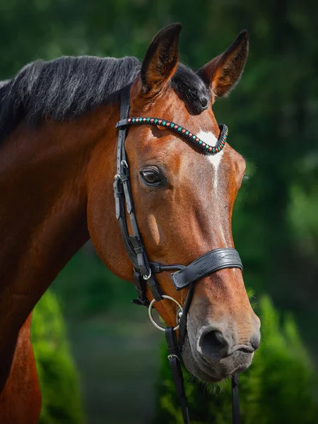Portret Pięknego Konia Wałacha Uzdę Tle Lasu Lecie — Zdjęcie stockowe