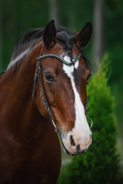 Portrét Starého Koně Klisny Uzdě Létě Lesním Pozadí — Stock fotografie