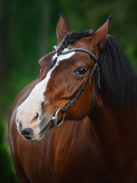 森林を背景にした夏のブリドルの古い馬の肖像画 — ストック写真