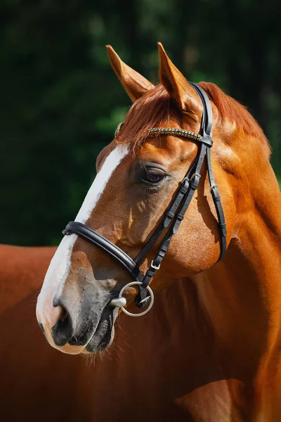 Close Retrato Castanha Deslumbrante Budyonny Dressage Cavalo Caça Posando Couro — Fotografia de Stock