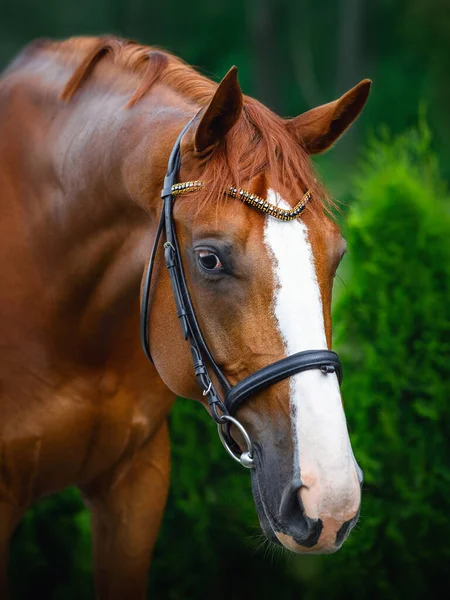 Close Retrato Castanha Deslumbrante Budyonny Dressage Cavalo Caça Posando Couro — Fotografia de Stock