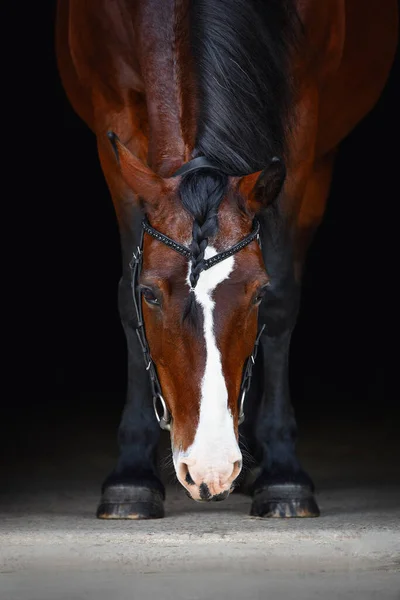 Retrato Égua Velha Cavalo Freio Isolado Sobre Fundo Preto — Fotografia de Stock