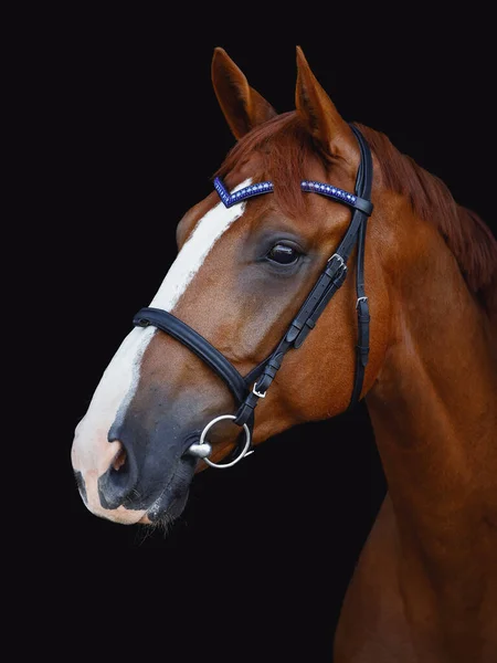 Porträt Eines Kastanienbraunen Dressurpferdes Zaum Mit Handgefertigtem Stirnband Isoliert Auf — Stockfoto