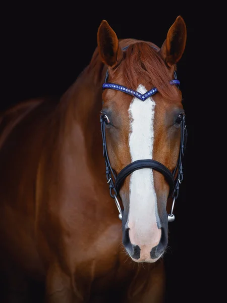 Retrato Castaño Budyonny Caballo Doma Brida Con Diadema Hecha Mano — Foto de Stock