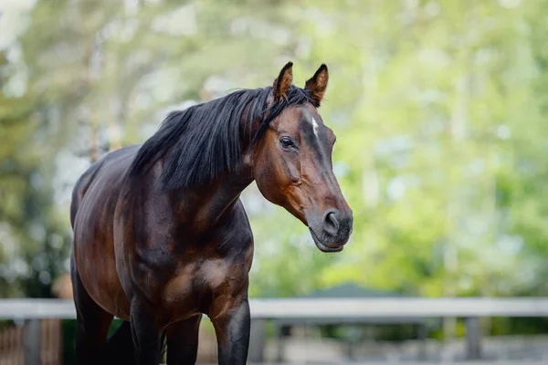 Porträtt Vackra Gamla Showjumping Trakehner Häst Sommaren — Stockfoto