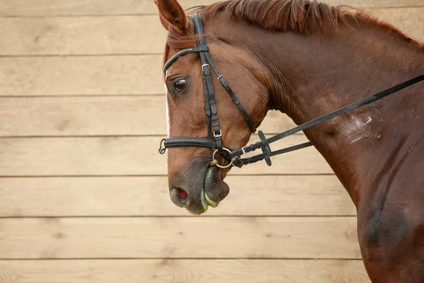 Portrét Mladého Kaštanového Trakehnera Uzdě Při Tréninku — Stock fotografie