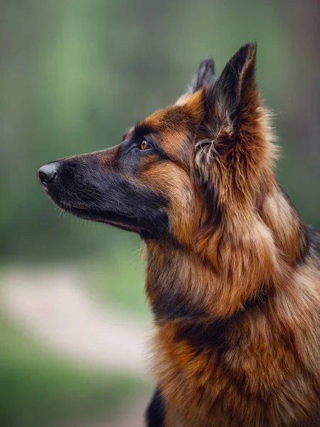 Portrait Long Haired German Shepherd Dog Forest Summer — Stock Photo, Image