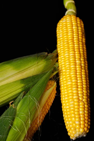 Maíz Dorado Sobre Fondo Negro Maíz Ecológico Vista Superior —  Fotos de Stock