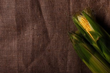 Çuval bezi arka plan üzerinde taze mısır. Doğal gıda.