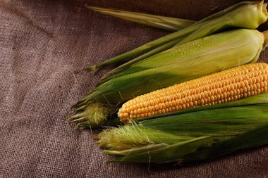 Organik Mısır çuval bezi arka plan. Olgun Mısır görünümü Kapat.