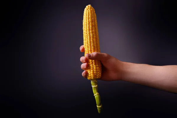 男人的手在黑色的背景上打开一只新鲜的玉米穗 — 图库照片